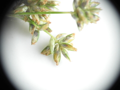 Cyperus decompositus
