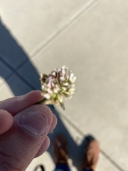 Trifolium fragiferum
