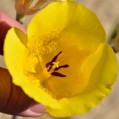 Calochortus clavatus
