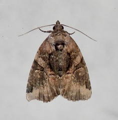 Pseudeustrotia indeterminata