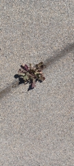 Brassica tournefortii
