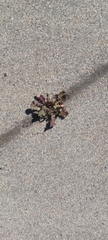 Brassica tournefortii