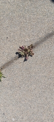 Brassica tournefortii