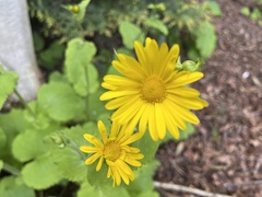 Doronicum pardalianches