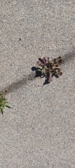 Brassica tournefortii