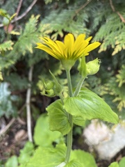 Doronicum pardalianches