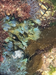 Dictyopteris undulata