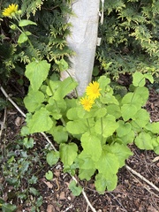 Doronicum pardalianches