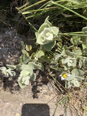 Pseudodictamnus acetabulosus