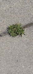 Sisymbrium irio