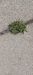 Sisymbrium irio