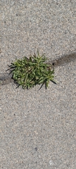 Sisymbrium irio