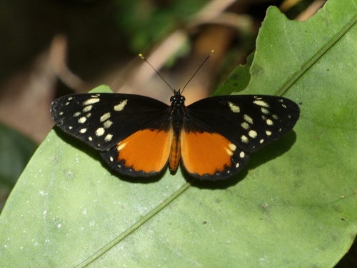 Variable Crescent