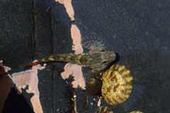 Oligocottus maculosus