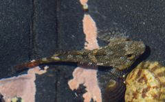 Oligocottus maculosus