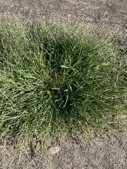 Eragrostis pectinacea pectinacea