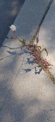 Cichorieae