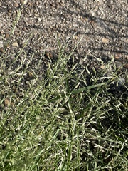 Eragrostis pectinacea pectinacea