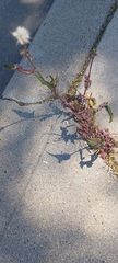 Cichorieae