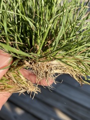 Eragrostis pectinacea pectinacea