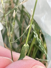 Eragrostis pectinacea pectinacea