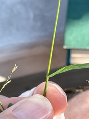 Eragrostis pectinacea pectinacea