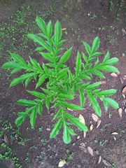 Amorphophallus paeoniifolius