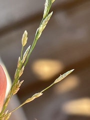 Eragrostis pectinacea pectinacea