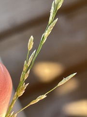Eragrostis pectinacea pectinacea