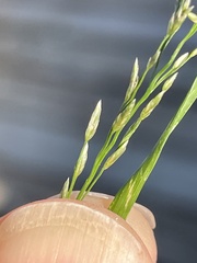 Eragrostis pectinacea pectinacea