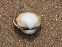 Mactra quadrangularis