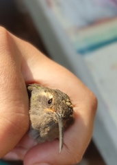 Lampornis amethystinus