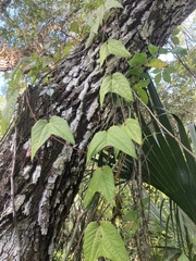 Image of Passiflora biflora