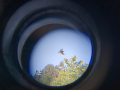 Corvus brachyrhynchos