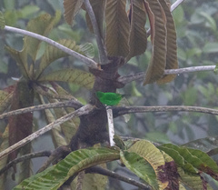 Chlorochrysa phoenicotis