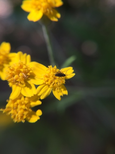 iNaturalist observation photo of Fungus Gnats and Gall Midges