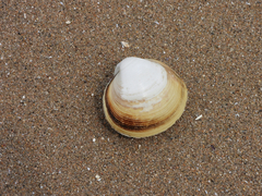 Mactra quadrangularis