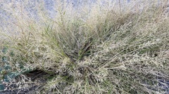 Eragrostis amabilis