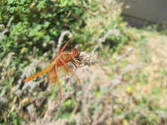 Libellula saturata