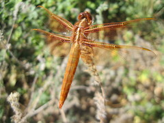 Libellula saturata