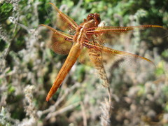 Libellula saturata