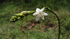 Trihesperus glaucus