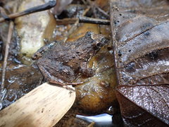 Leptodactylus validus