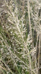 Eragrostis amabilis