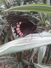 Parides erithalion