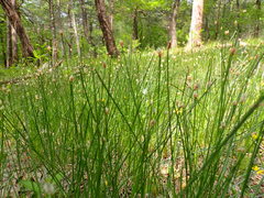 Eleocharis compressa