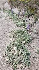 Lupinus grayi
