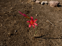 Zephyranthes monantha