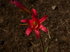 Zephyranthes monantha