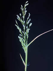 Eragrostis amabilis